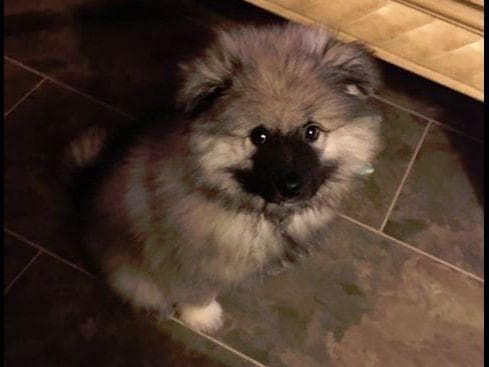 ERBEKEES breeder image 36