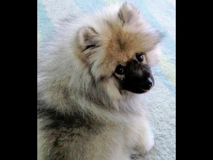 ERBEKEES breeder image 37