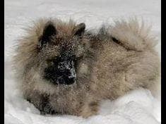 ERBEKEES breeder image 38