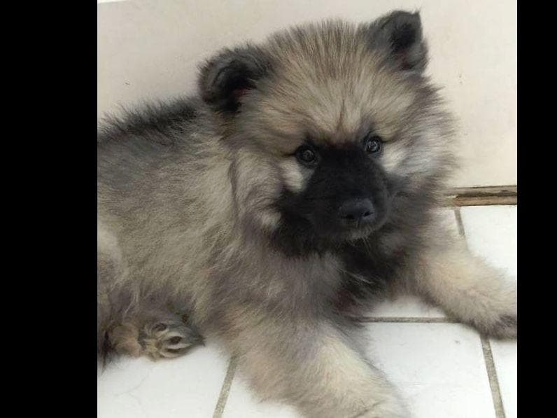ERBEKEES breeder image 40