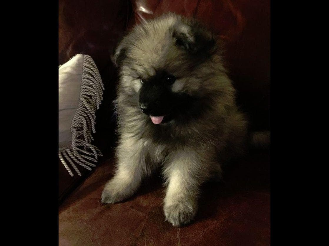 ERBEKEES breeder image 41
