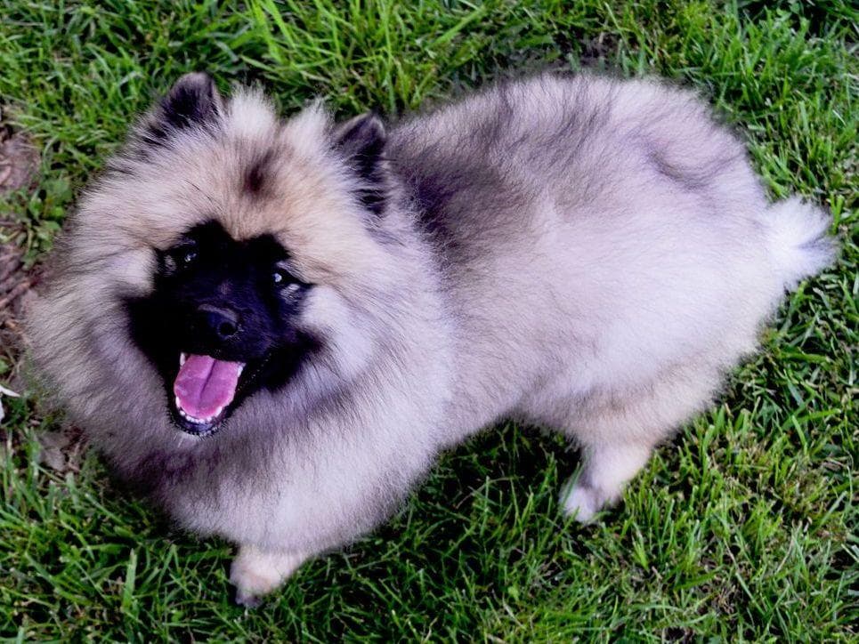 ERBEKEES breeder image 42