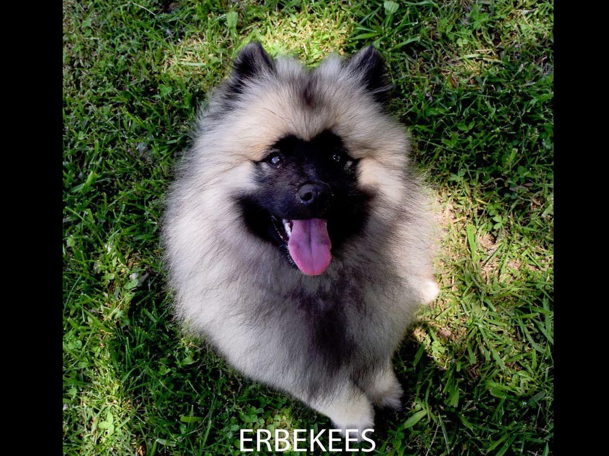 ERBEKEES breeder image 43