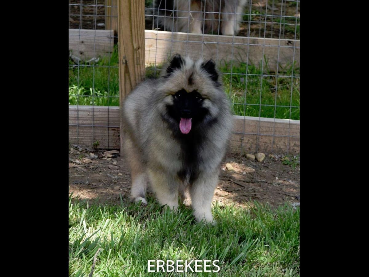ERBEKEES breeder image 44