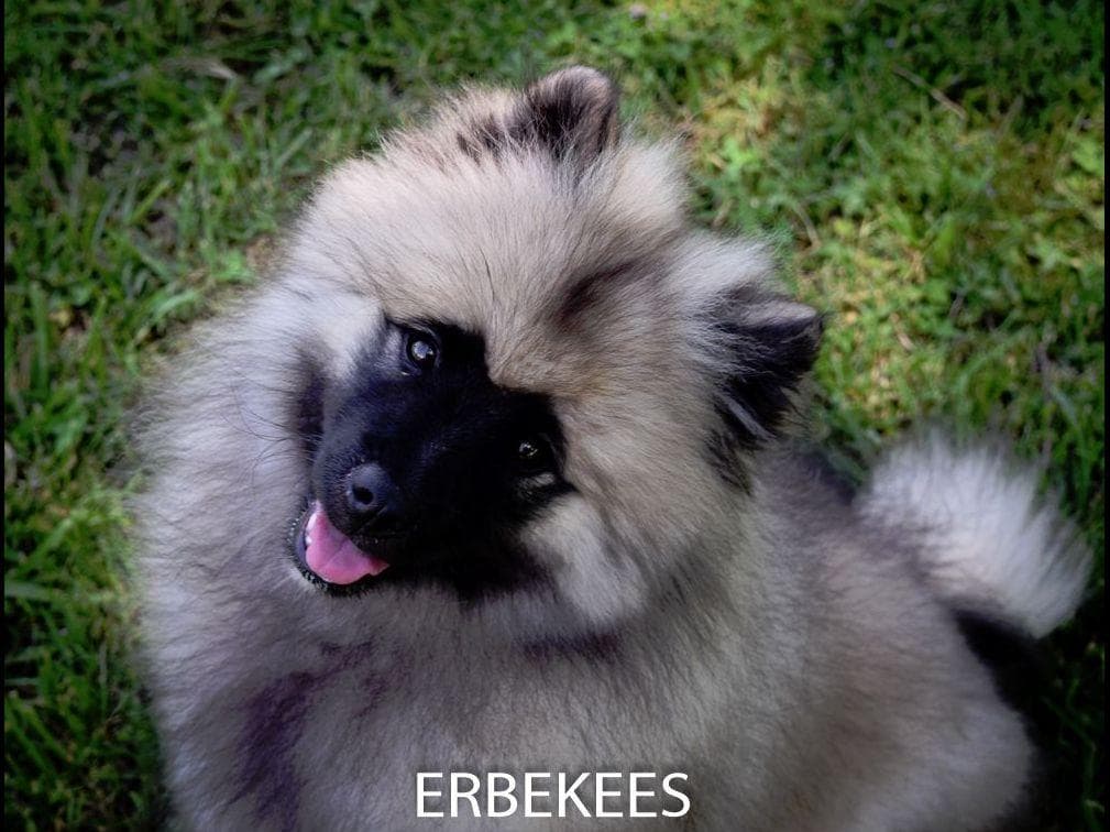 ERBEKEES breeder image 45