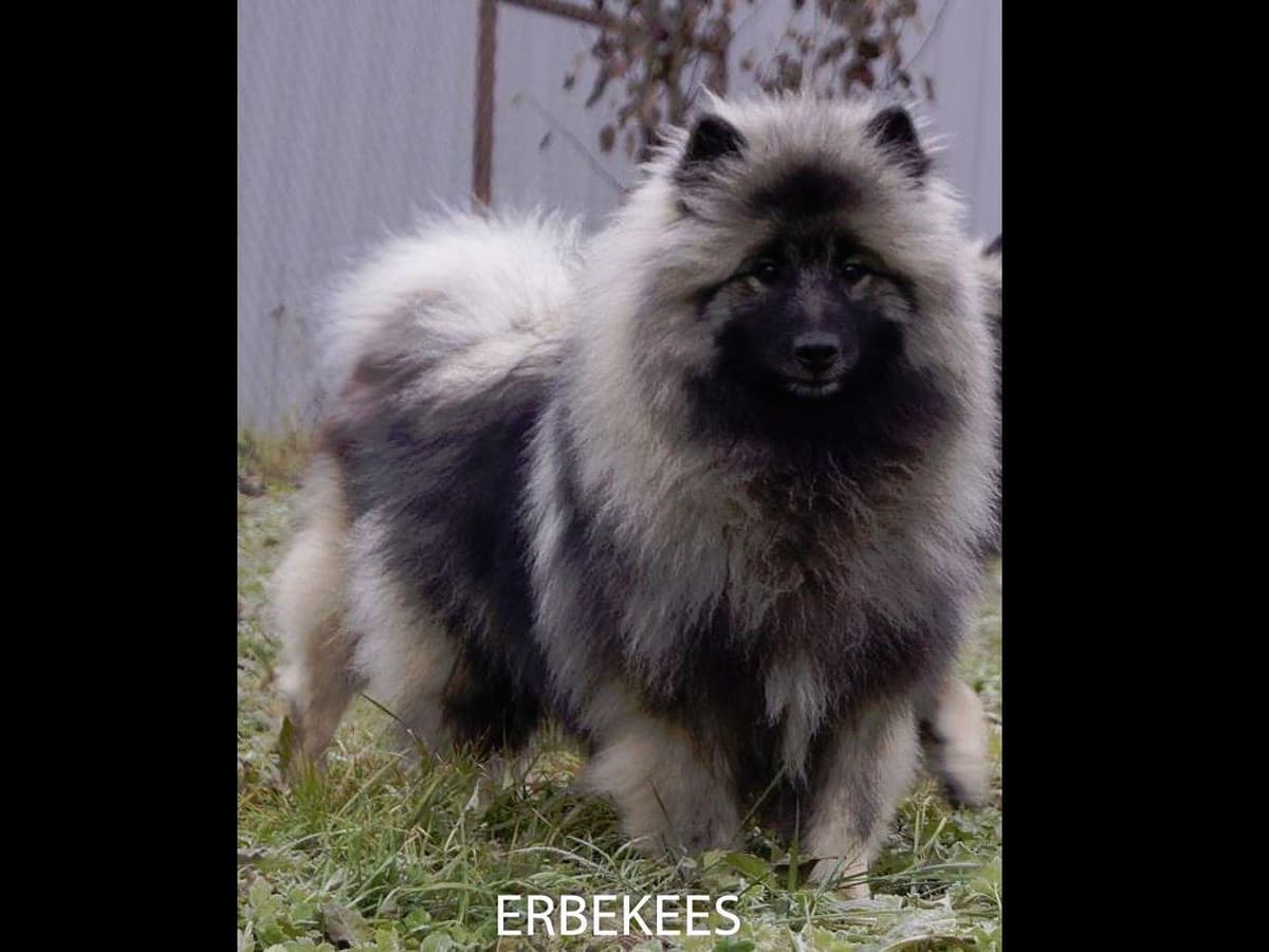 ERBEKEES breeder image 46