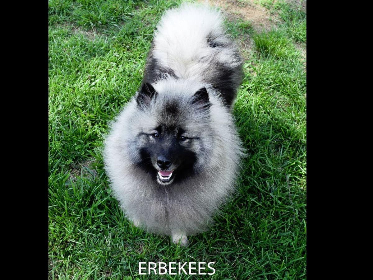 ERBEKEES breeder image 47