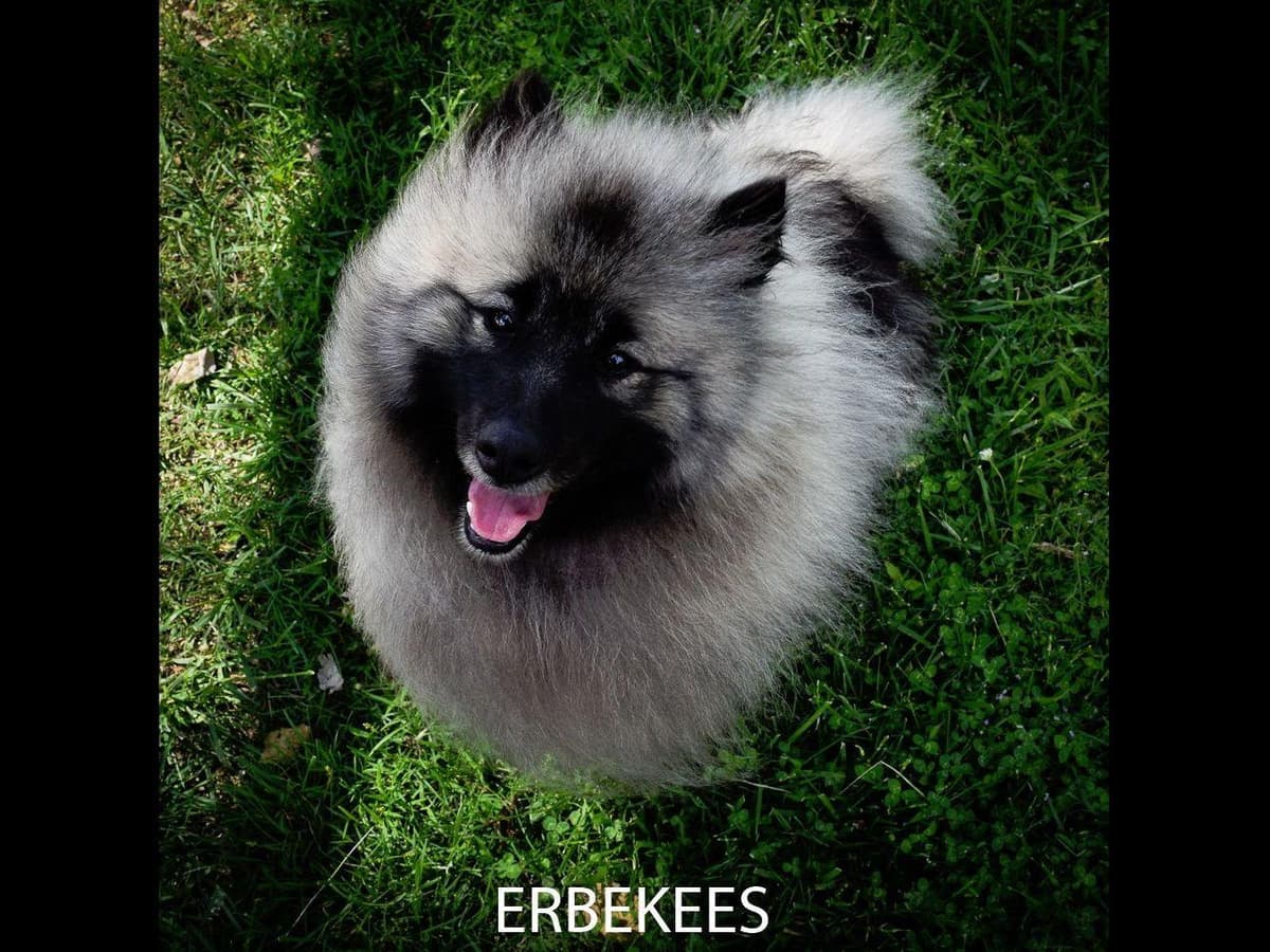 ERBEKEES breeder image 48