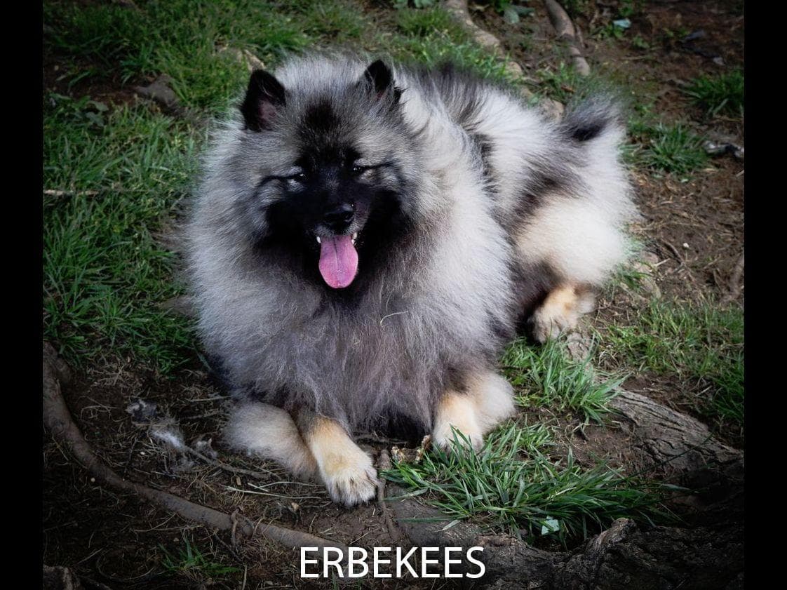 ERBEKEES breeder image 49