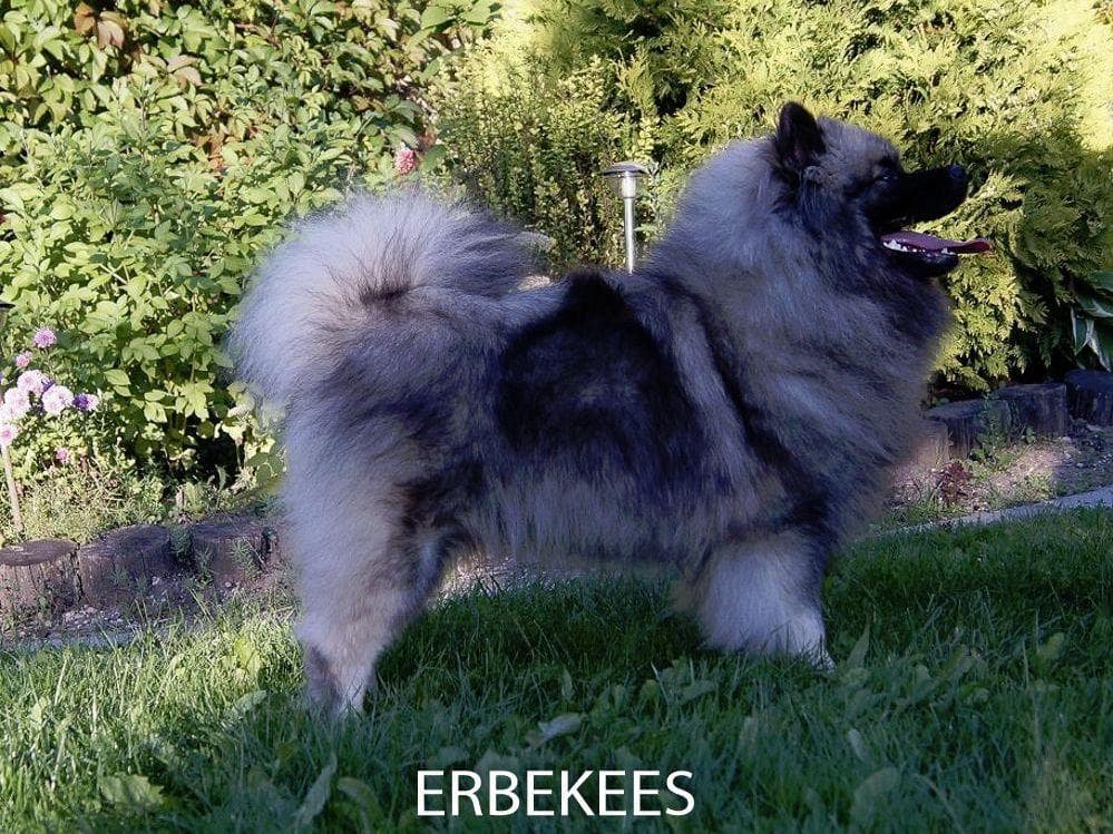 ERBEKEES breeder image 50