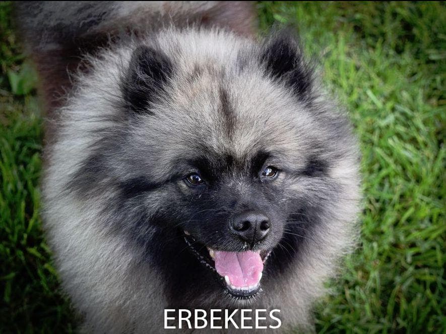 ERBEKEES breeder image 51
