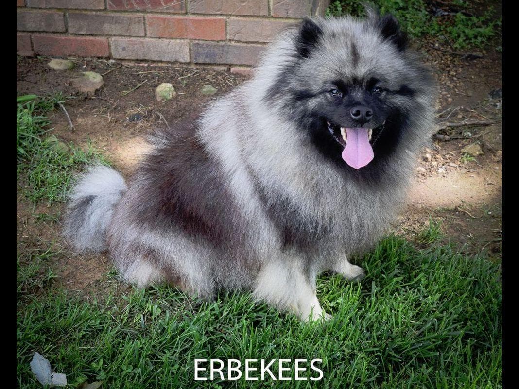 ERBEKEES breeder image 52