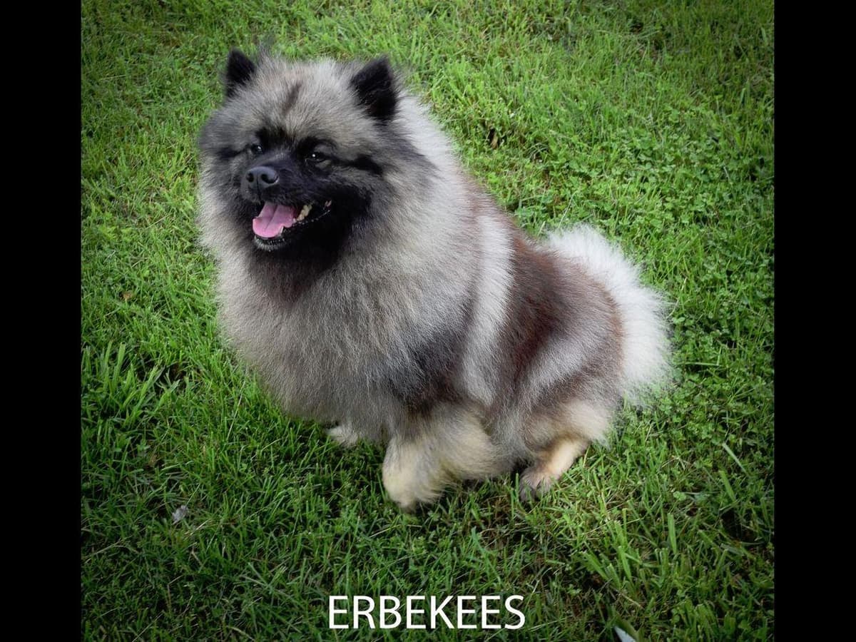 ERBEKEES breeder image 53