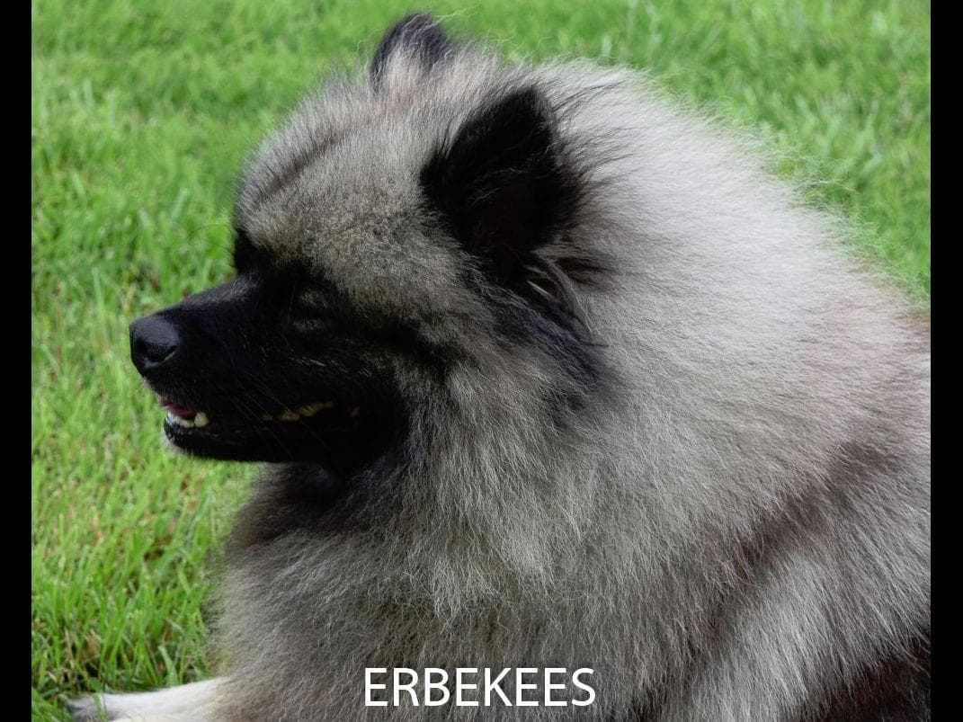 ERBEKEES breeder image 54