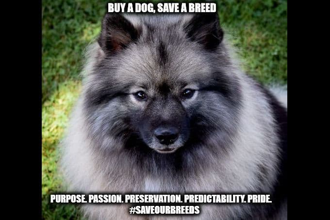 ERBEKEES breeder image 1