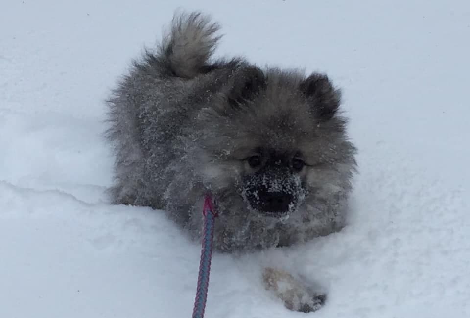 ERBEKEES breeder image 55