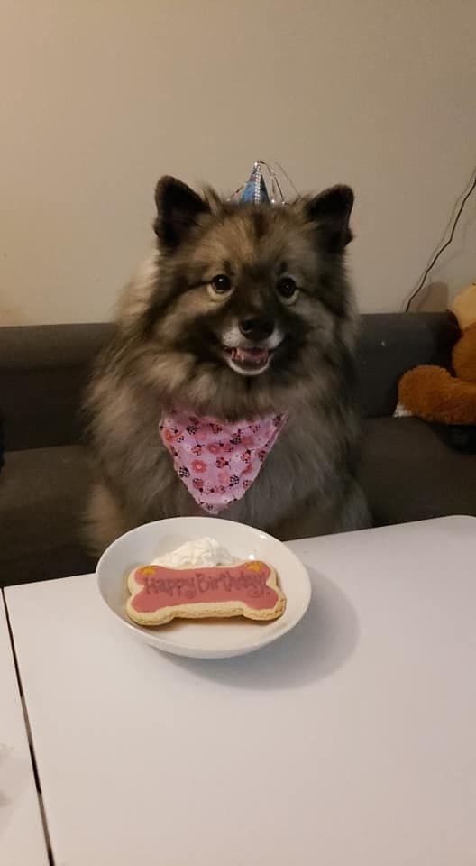 ERBEKEES breeder image 57