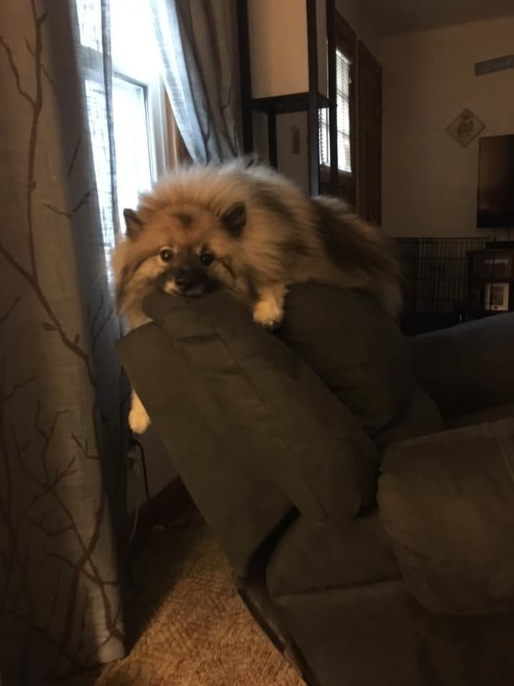 ERBEKEES breeder image 59