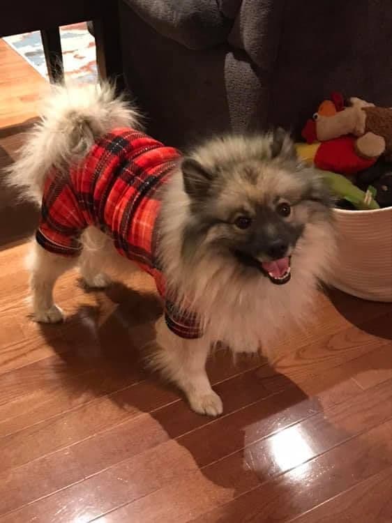 ERBEKEES breeder image 58