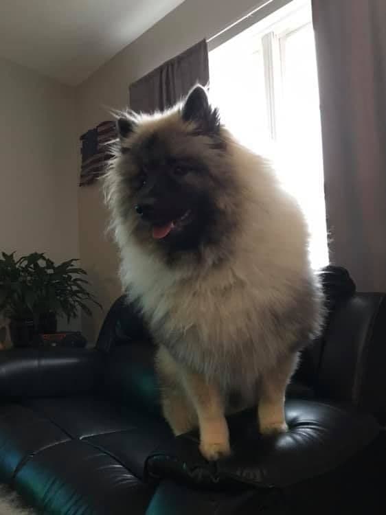 ERBEKEES breeder image 62