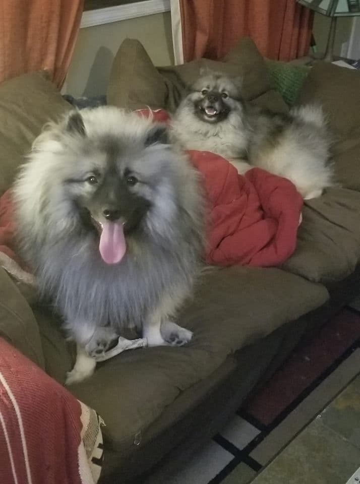 ERBEKEES breeder image 65