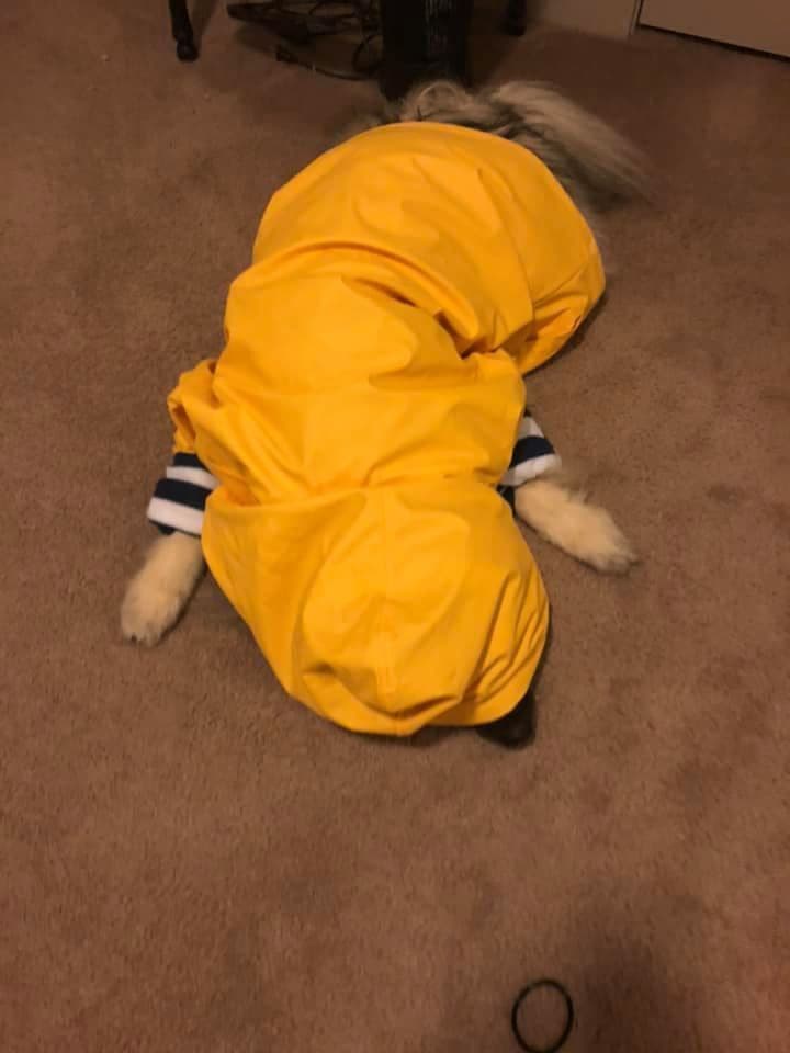 ERBEKEES breeder image 66