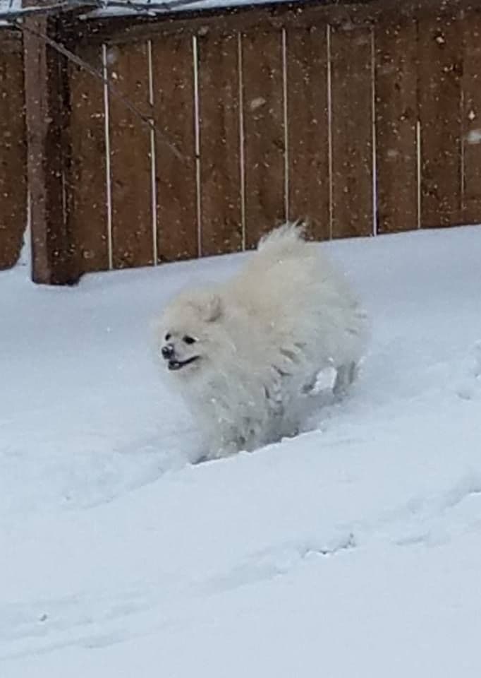 ERBEKEES breeder image 68