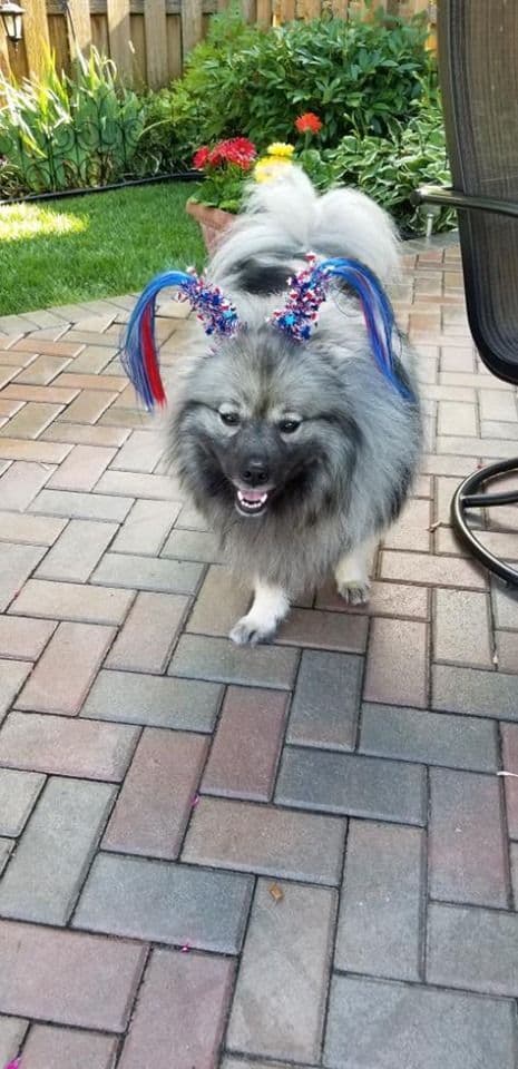 ERBEKEES breeder image 74