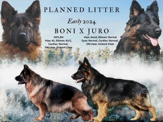 Boujee and Jett litter breeder image 4