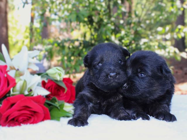 Lusi & Juro long coat litter media 5