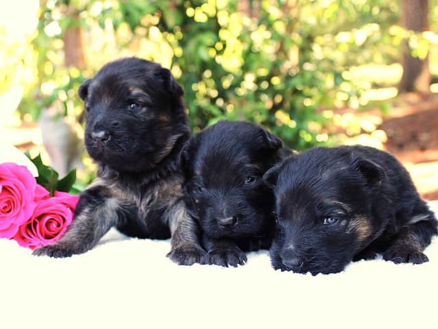 Lusi & Juro long coat litter media 10