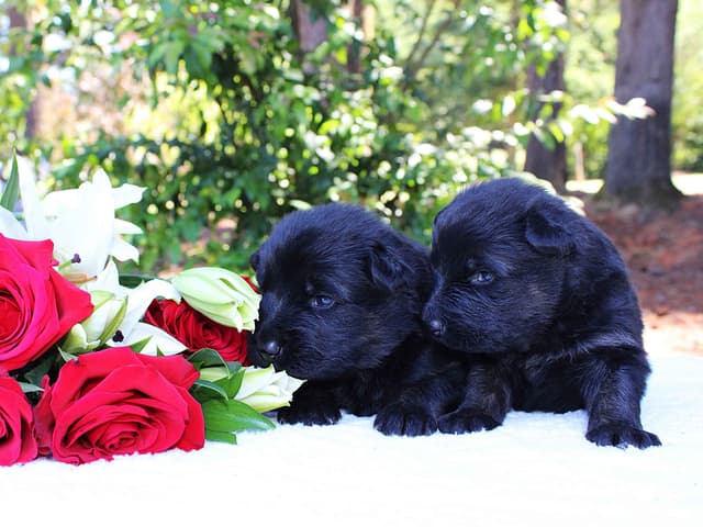 Lusi & Juro long coat litter media 17