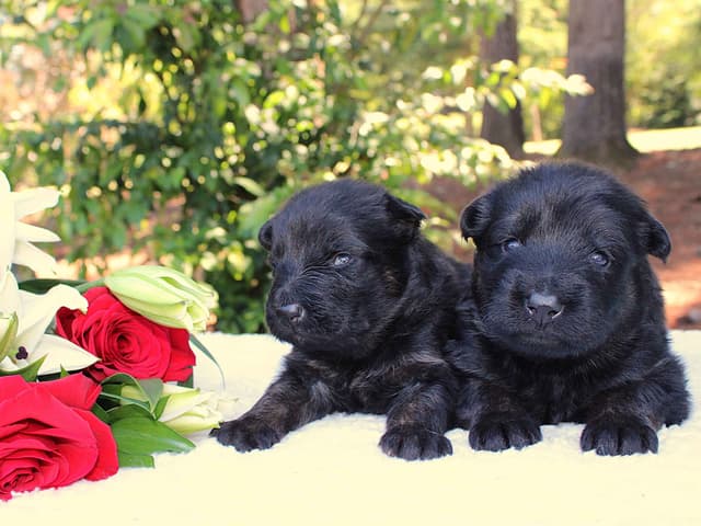 Lusi & Juro long coat litter media 18