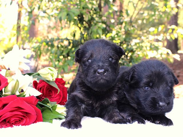 Lusi & Juro long coat litter media 16