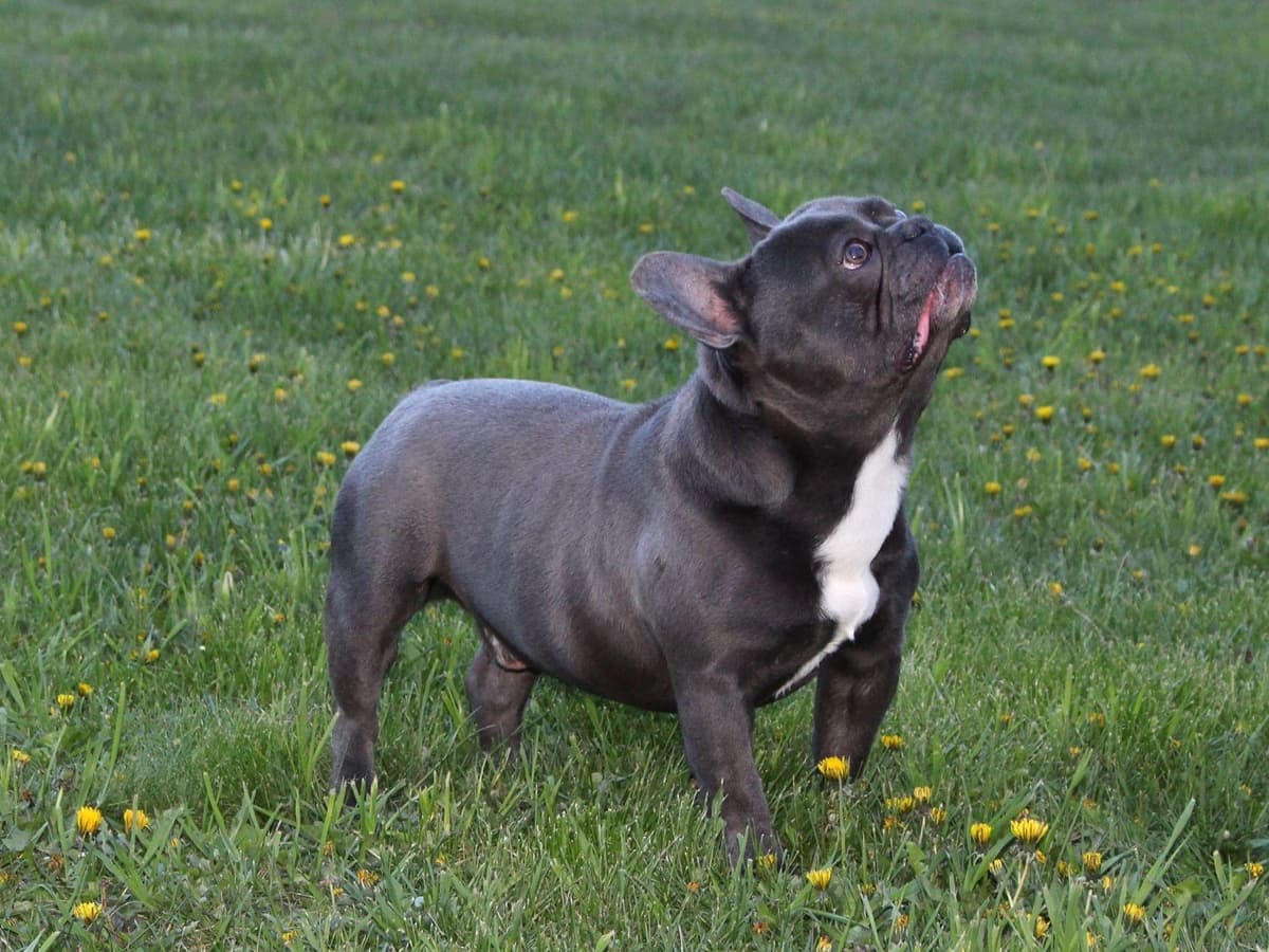 6 French Bulldog Puppies breeder image 2