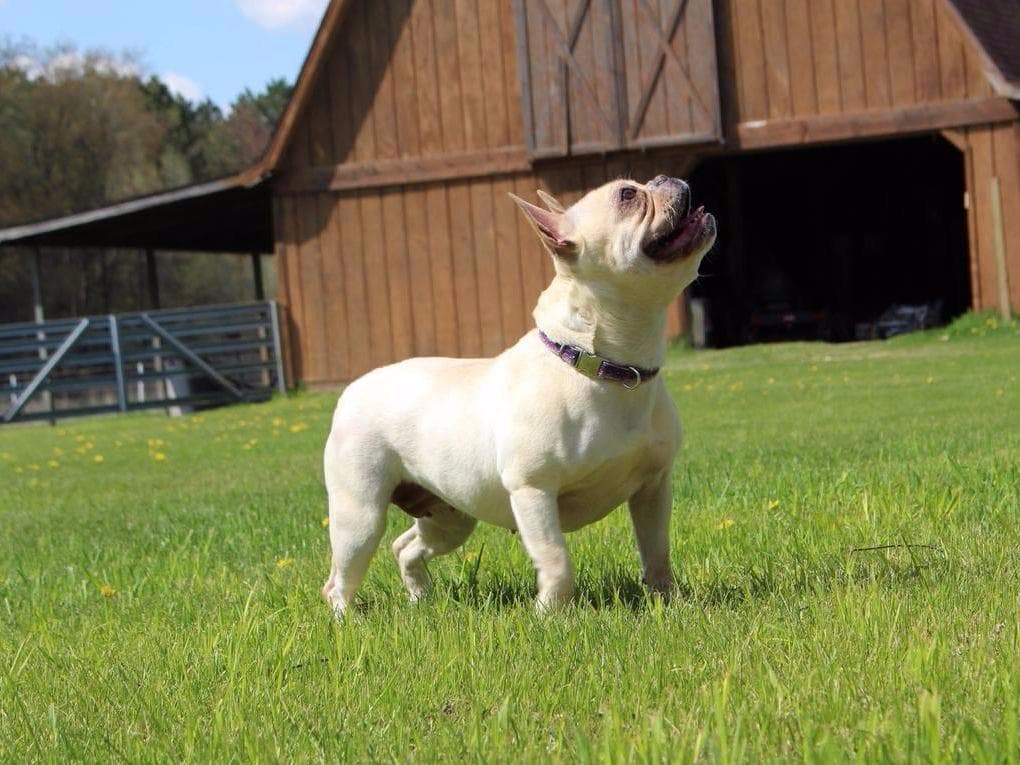 6 French Bulldog Puppies breeder image 3