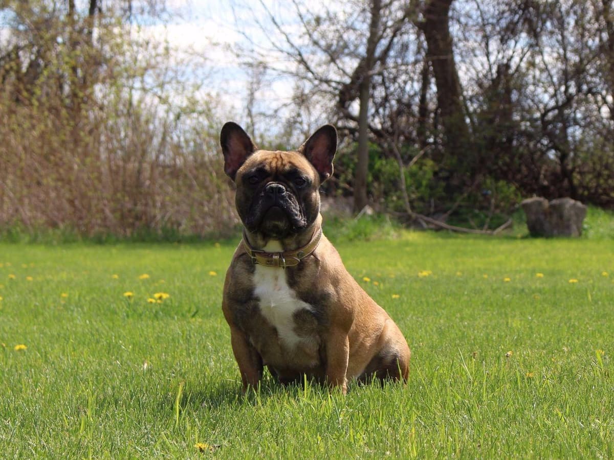 6 French Bulldog Puppies breeder image 1