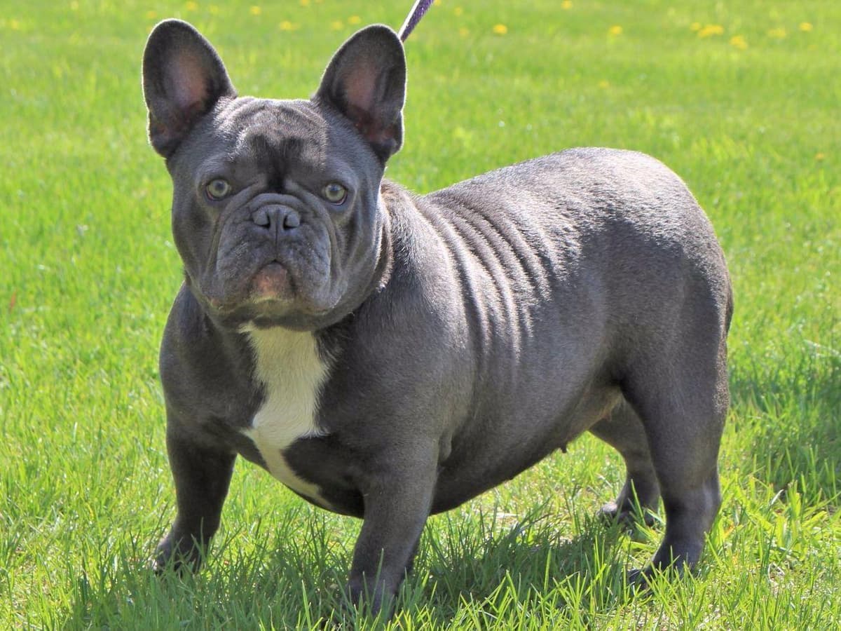 6 French Bulldog Puppies breeder image 4