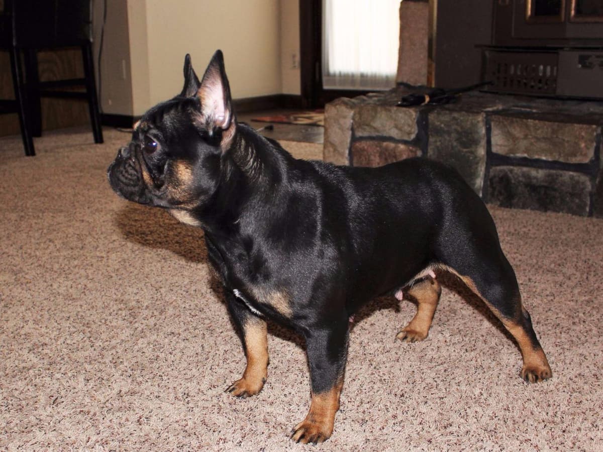6 French Bulldog Puppies breeder image 5