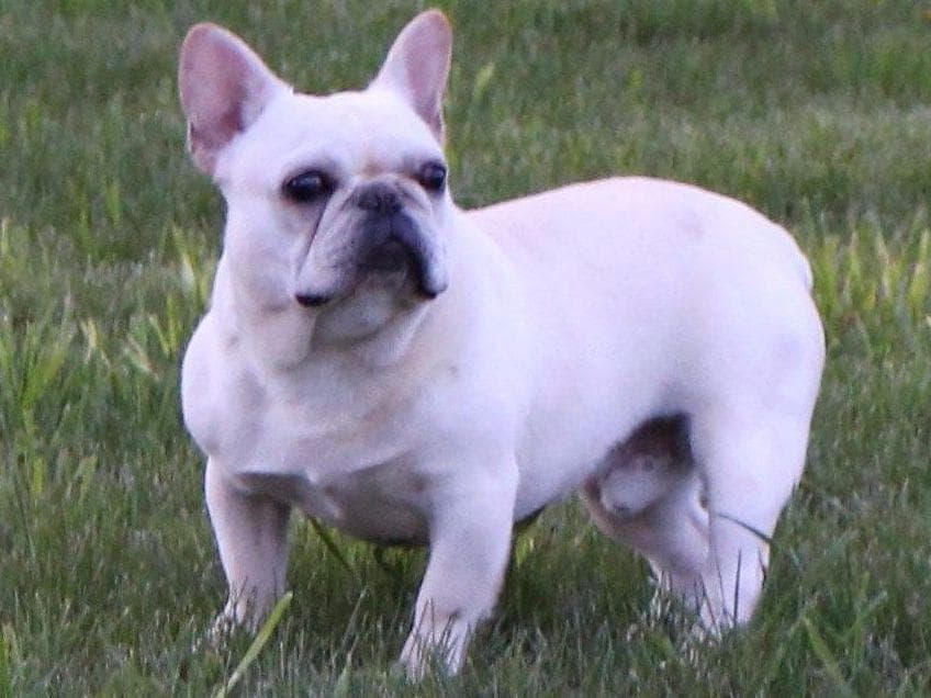 6 French Bulldog Puppies breeder image 6