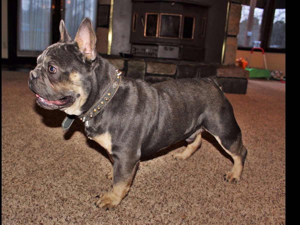 6 French Bulldog Puppies breeder image 7