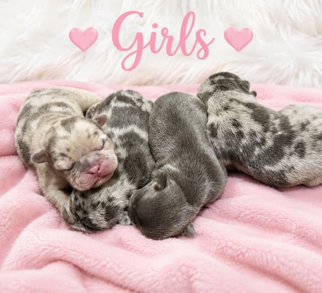 6 French Bulldog Puppies media 2