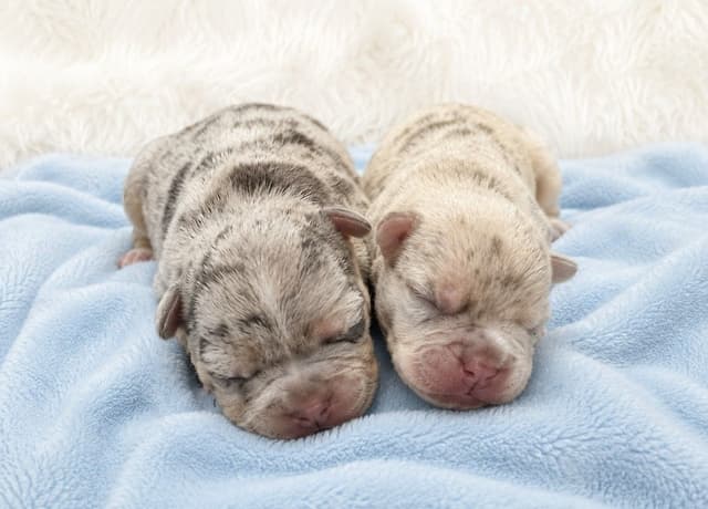 6 French Bulldog Puppies media 4