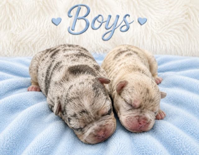6 French Bulldog Puppies media 5
