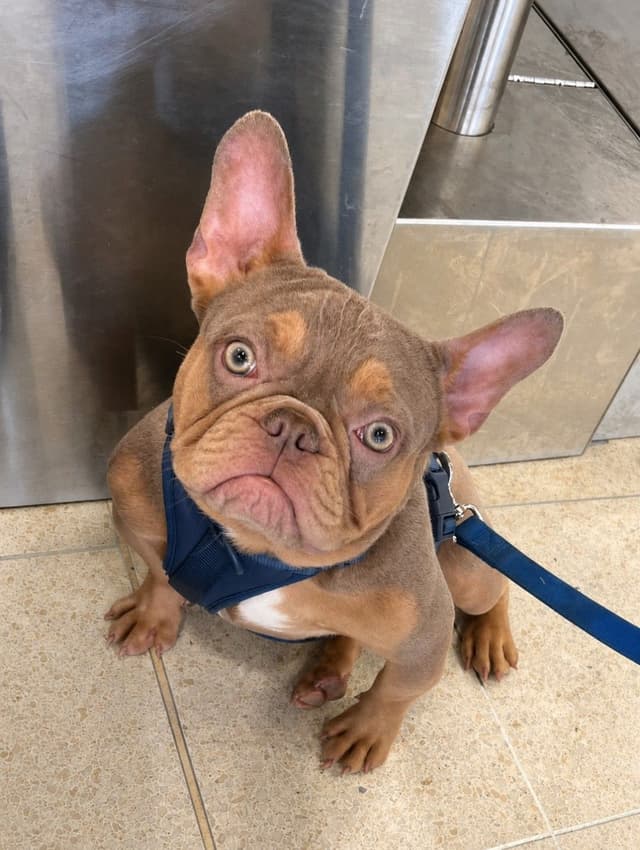 6 French Bulldog Puppies media 6