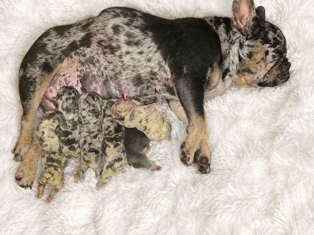 6 French Bulldog Puppies media 7