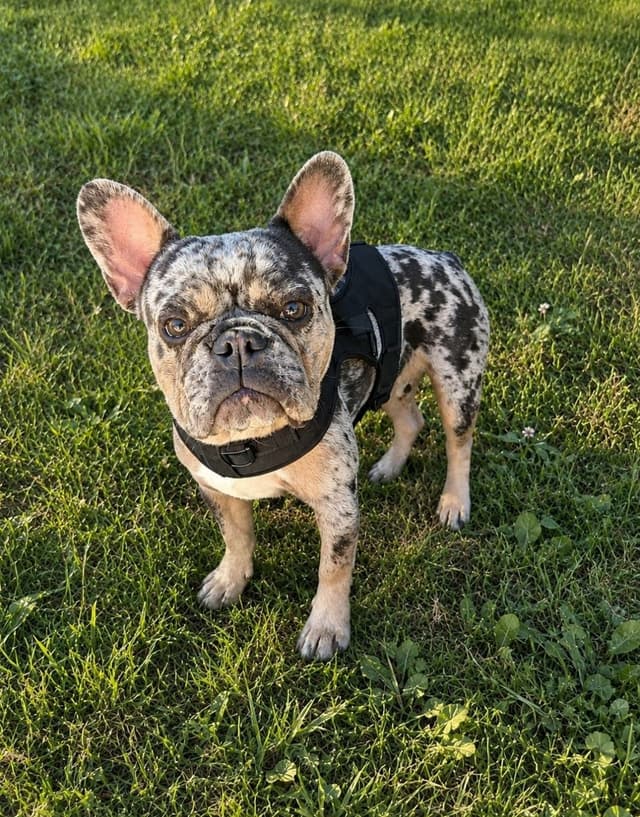 6 French Bulldog Puppies media 8