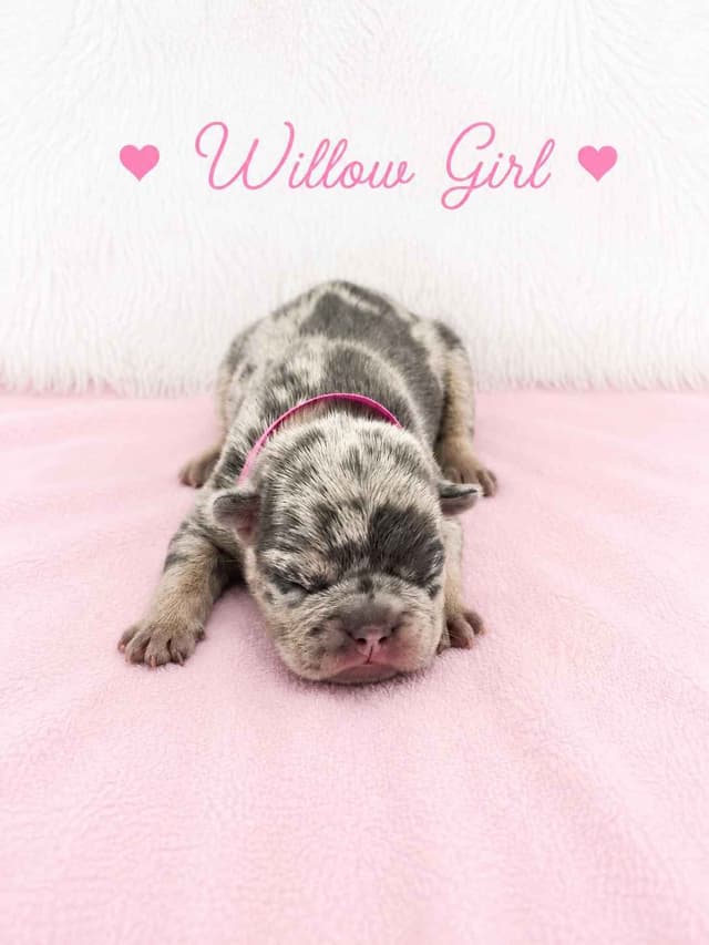 6 French Bulldog Puppies media 9