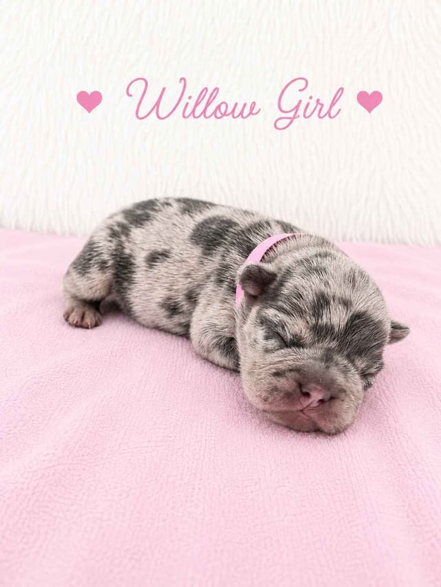 6 French Bulldog Puppies media 10