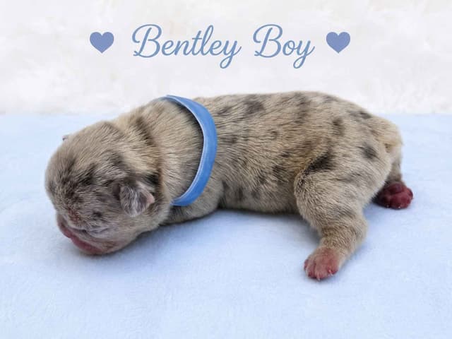 6 French Bulldog Puppies media 12